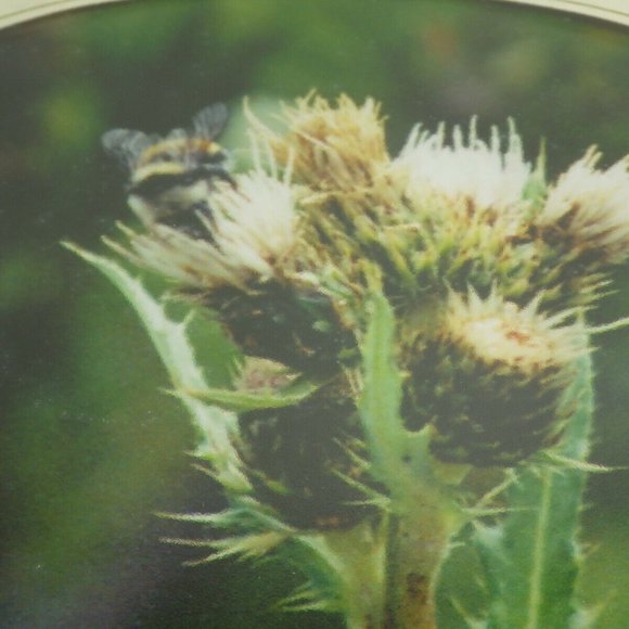 Thistle Bumble Bee Framed Photo Print Oval Matte - Picture 4 of 6